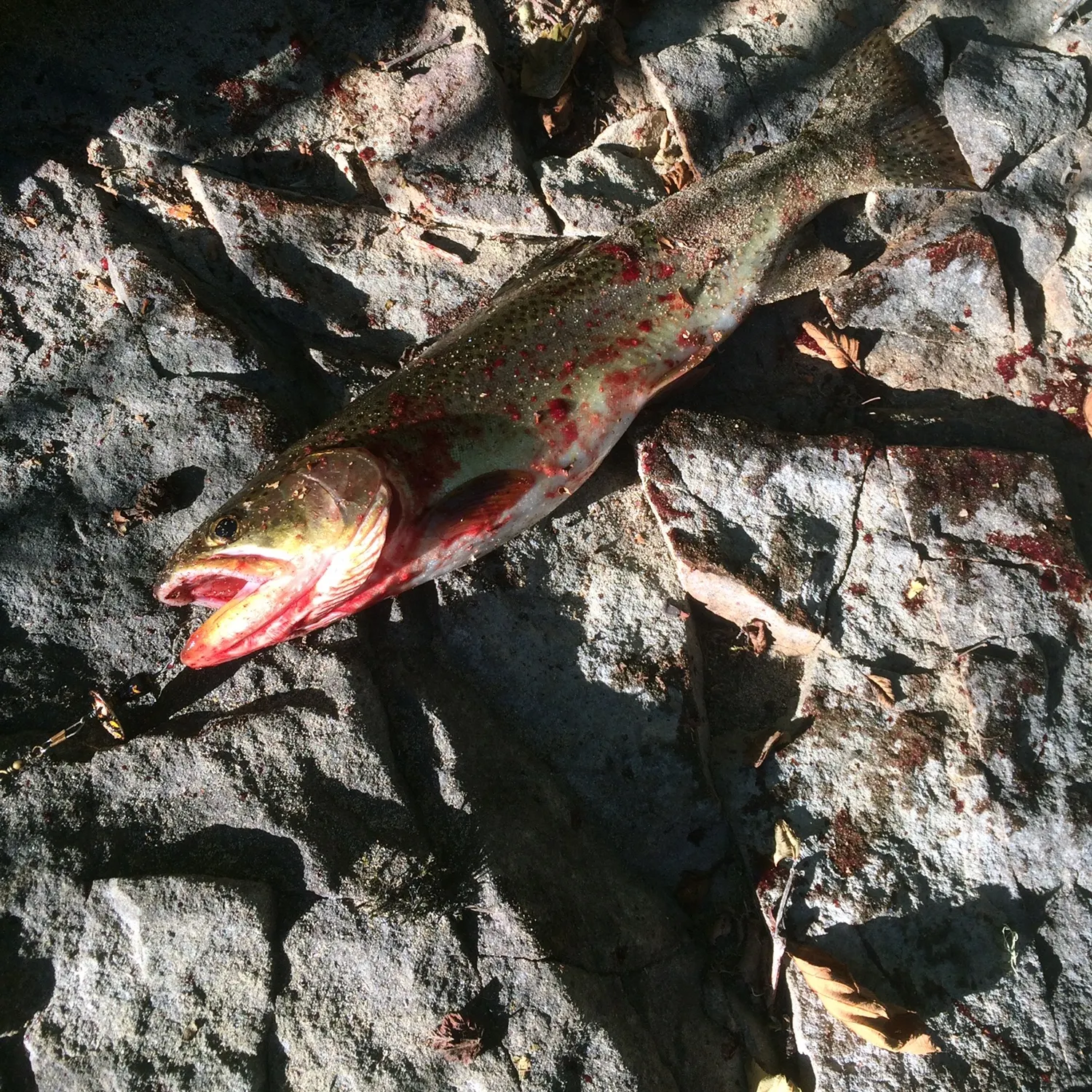 catch