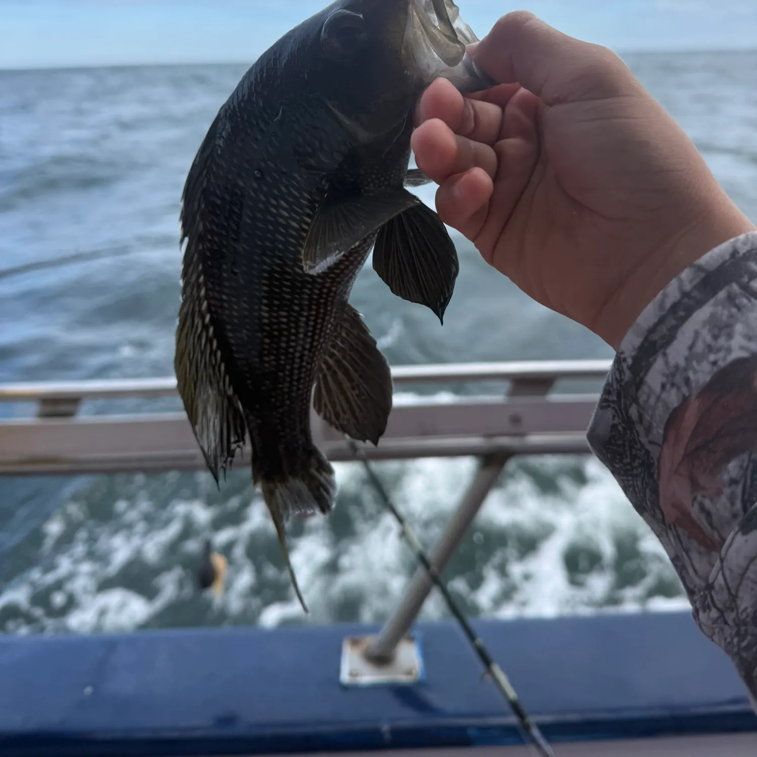 Black sea bass caught on Fishbrain