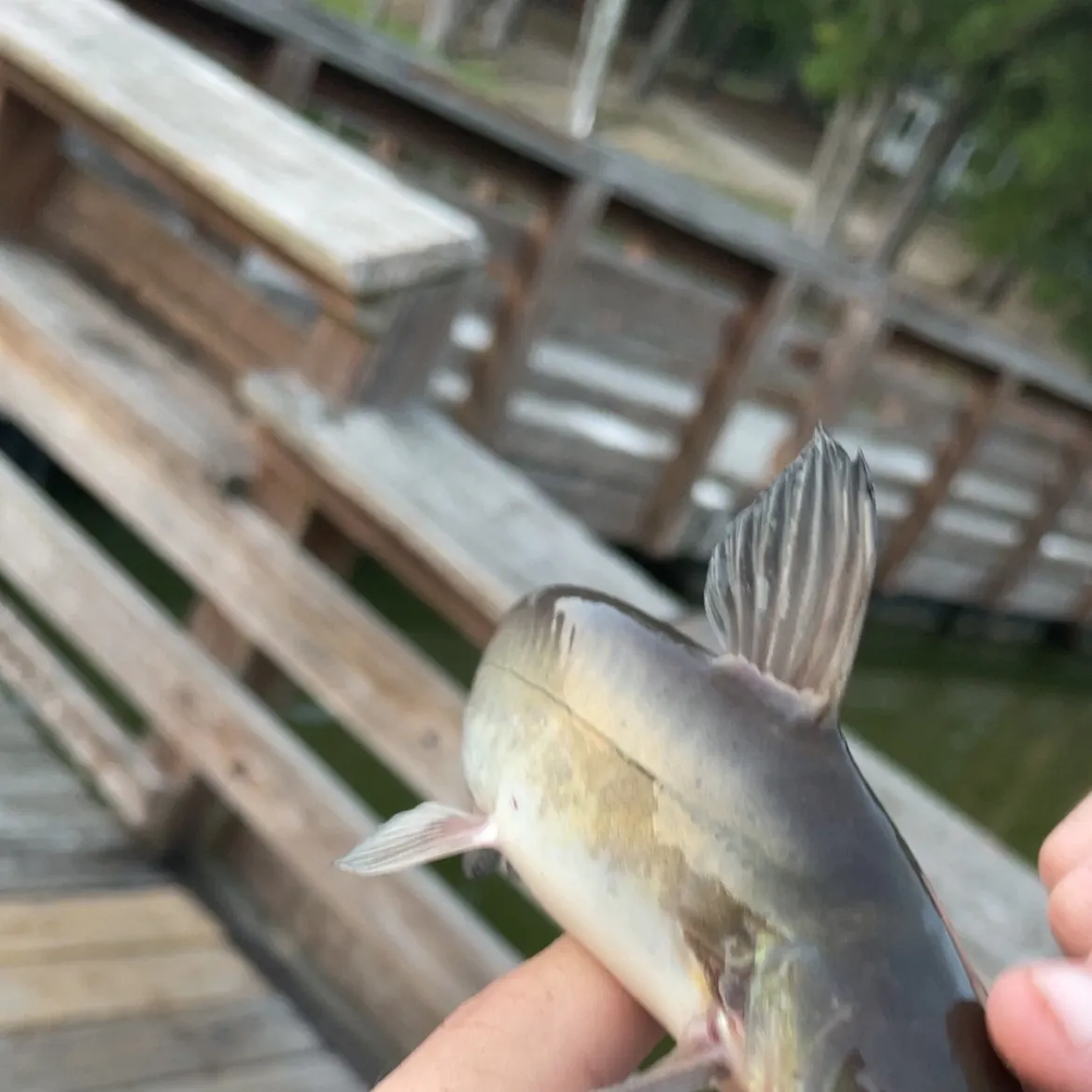 Channel catfish caught on Fishbrain