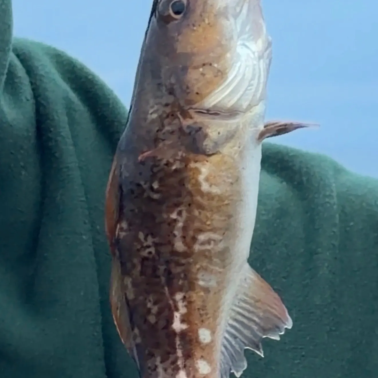 Atlantic cod caught on Fishbrain