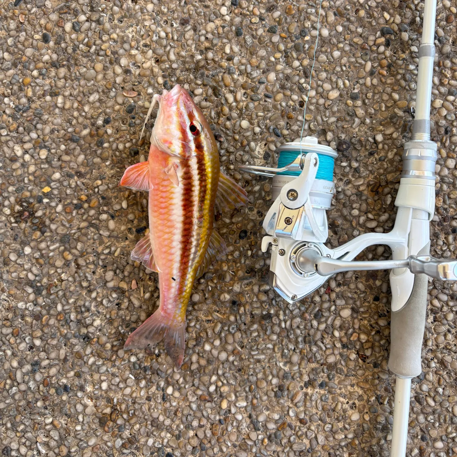 The most recent Whitesaddle goatfish catches on Fishbrain