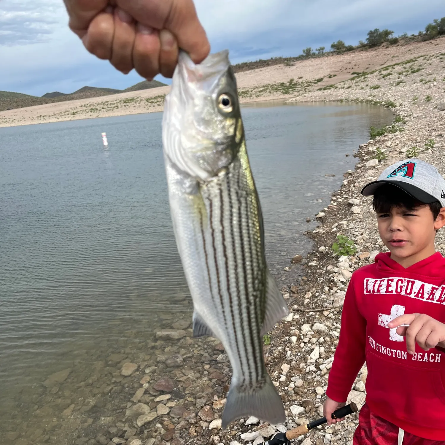 Striped bass caught on Fishbrain