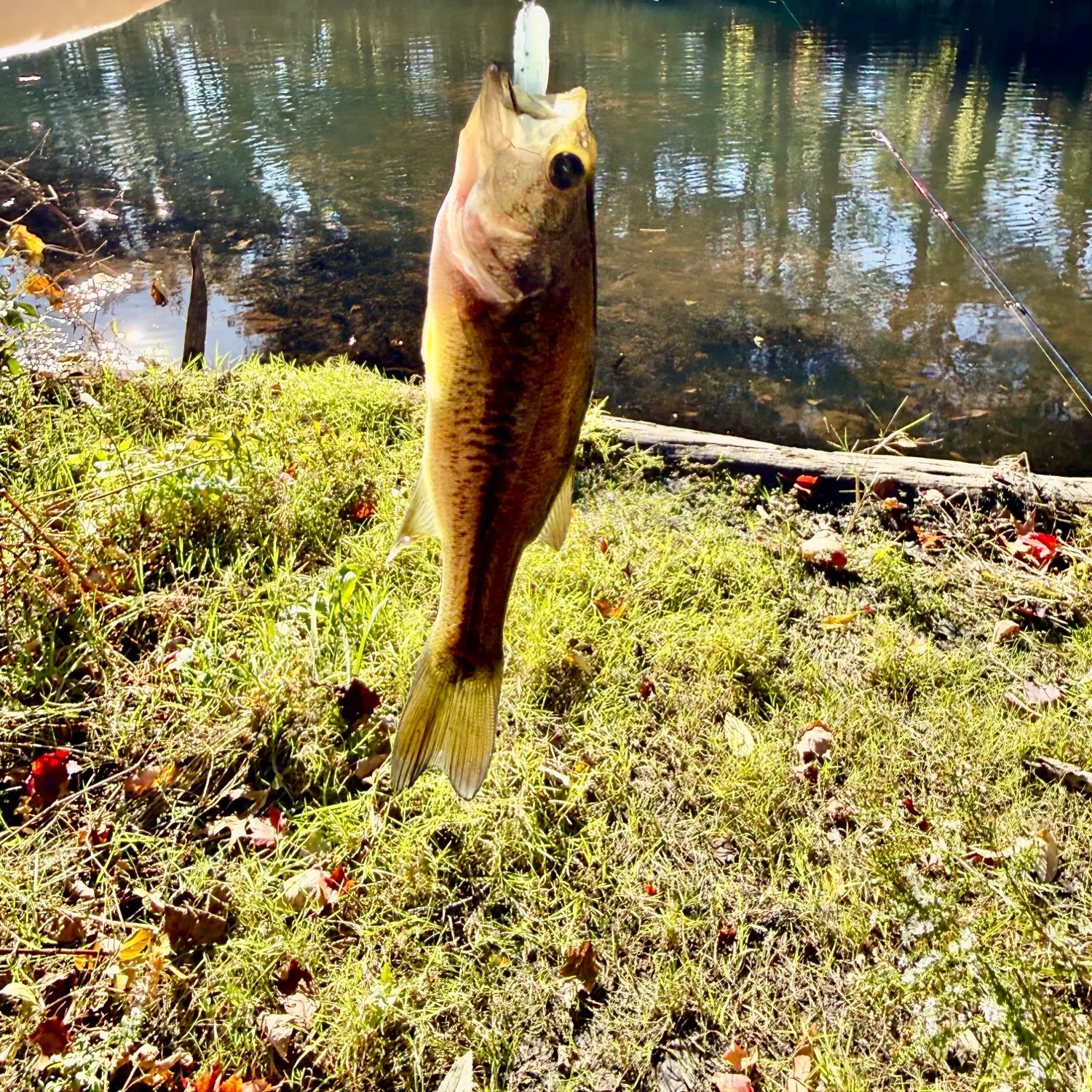 Spotted bass caught on Fishbrain