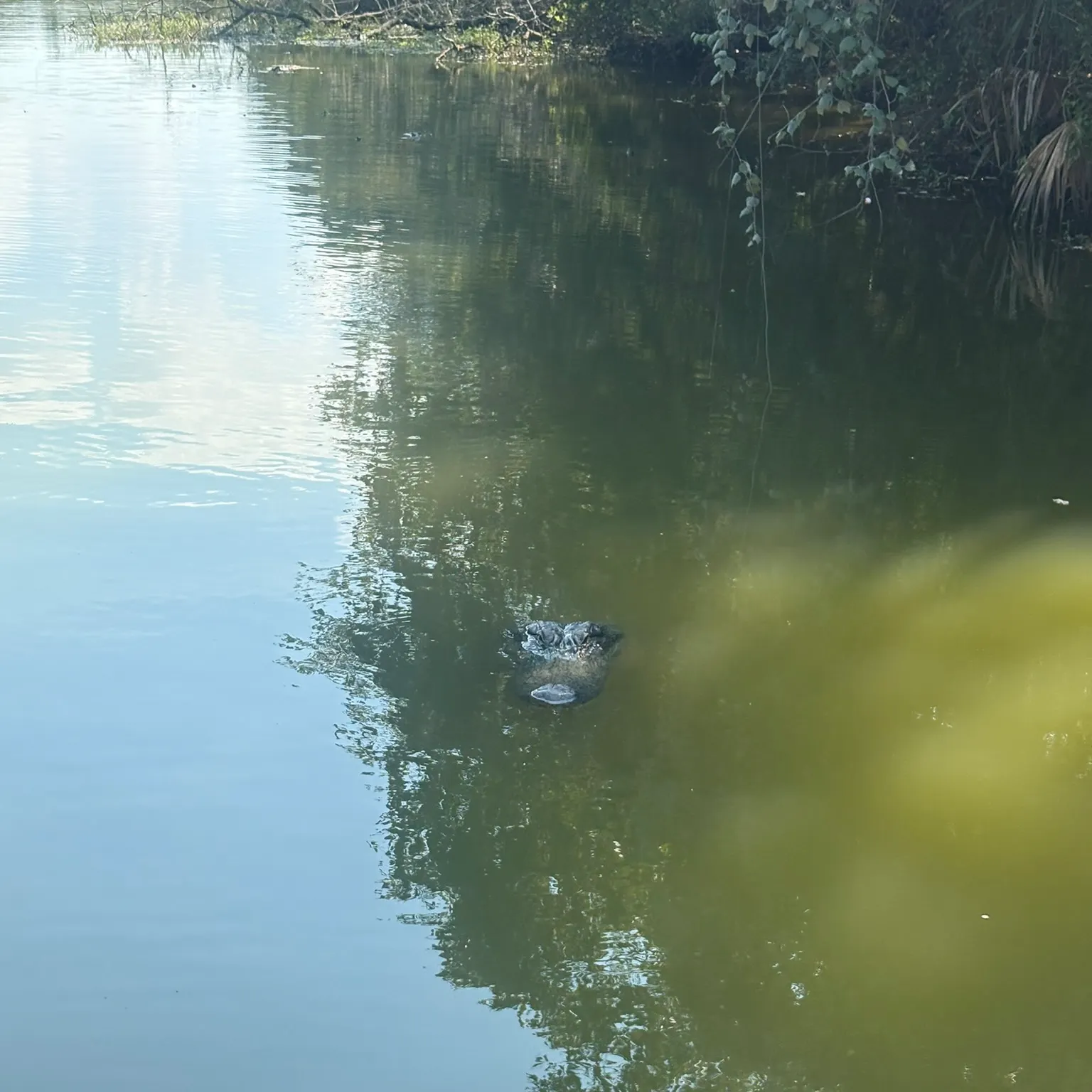 The most recent Southern stingray catches on Fishbrain