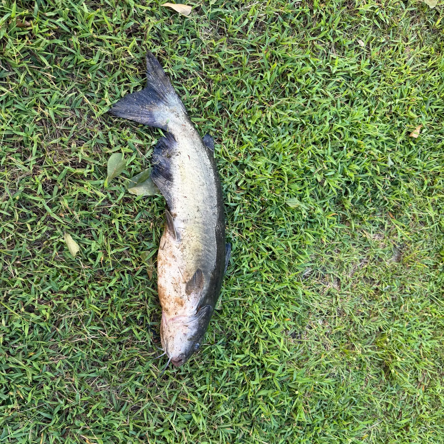 Channel catfish caught on Fishbrain