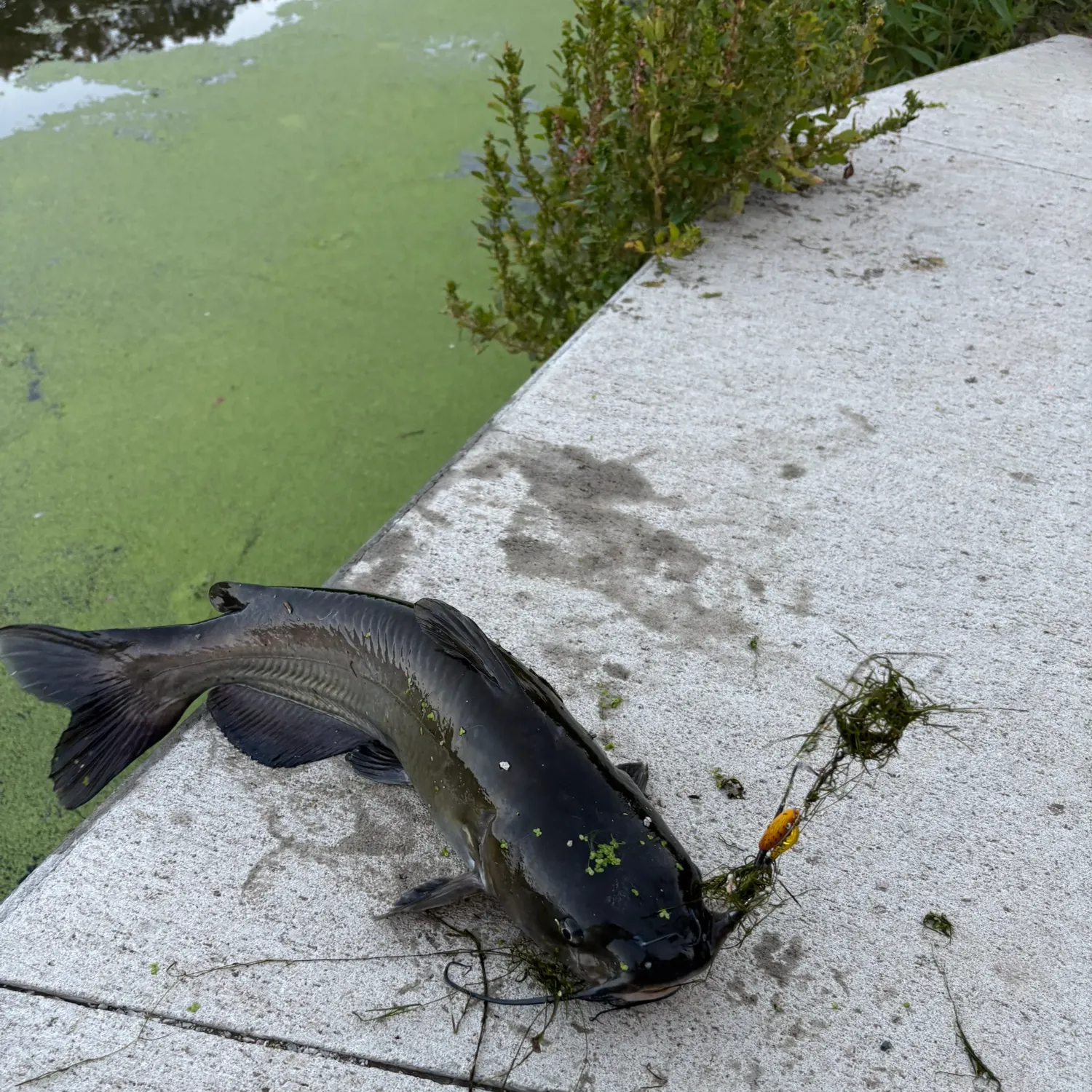 Channel catfish caught on Fishbrain
