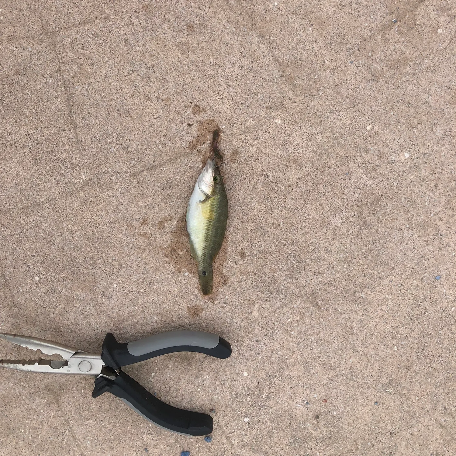 The most recent East Atlantic peacock wrasse catches on Fishbrain