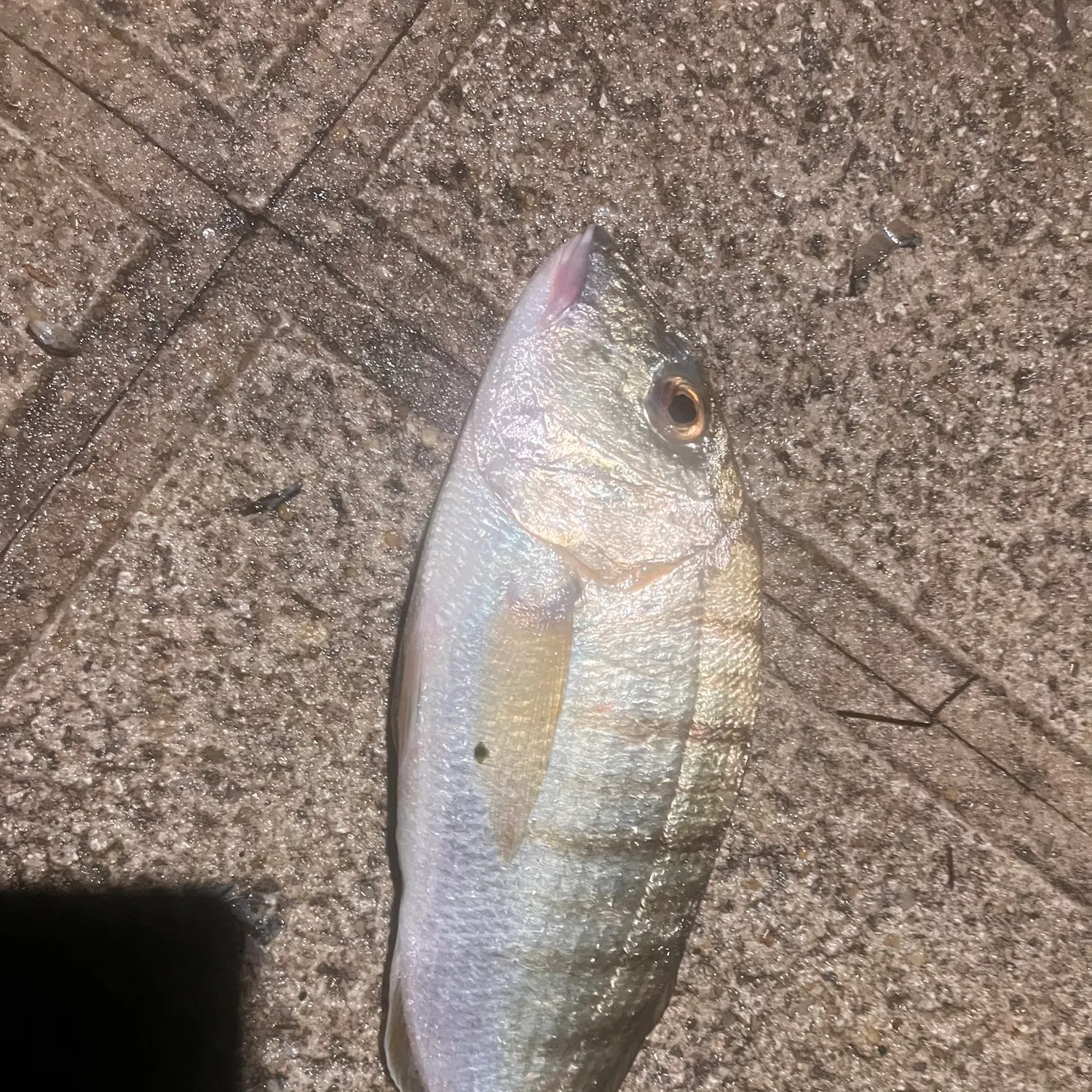 The most recent Striped seabream catches on Fishbrain