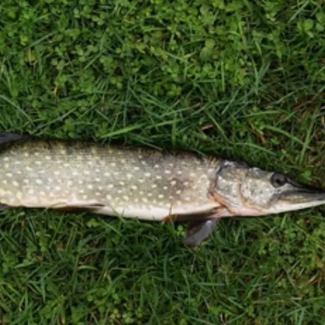 Northern pike caught on Fishbrain