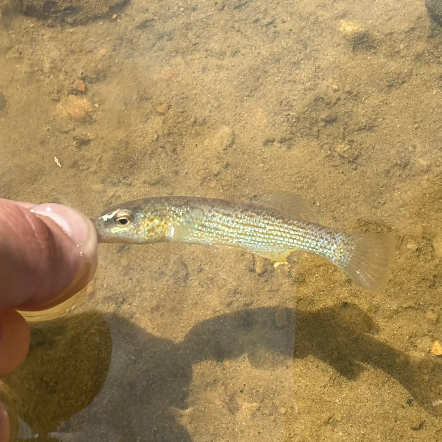 The most recent Disjunct studfish catches on Fishbrain