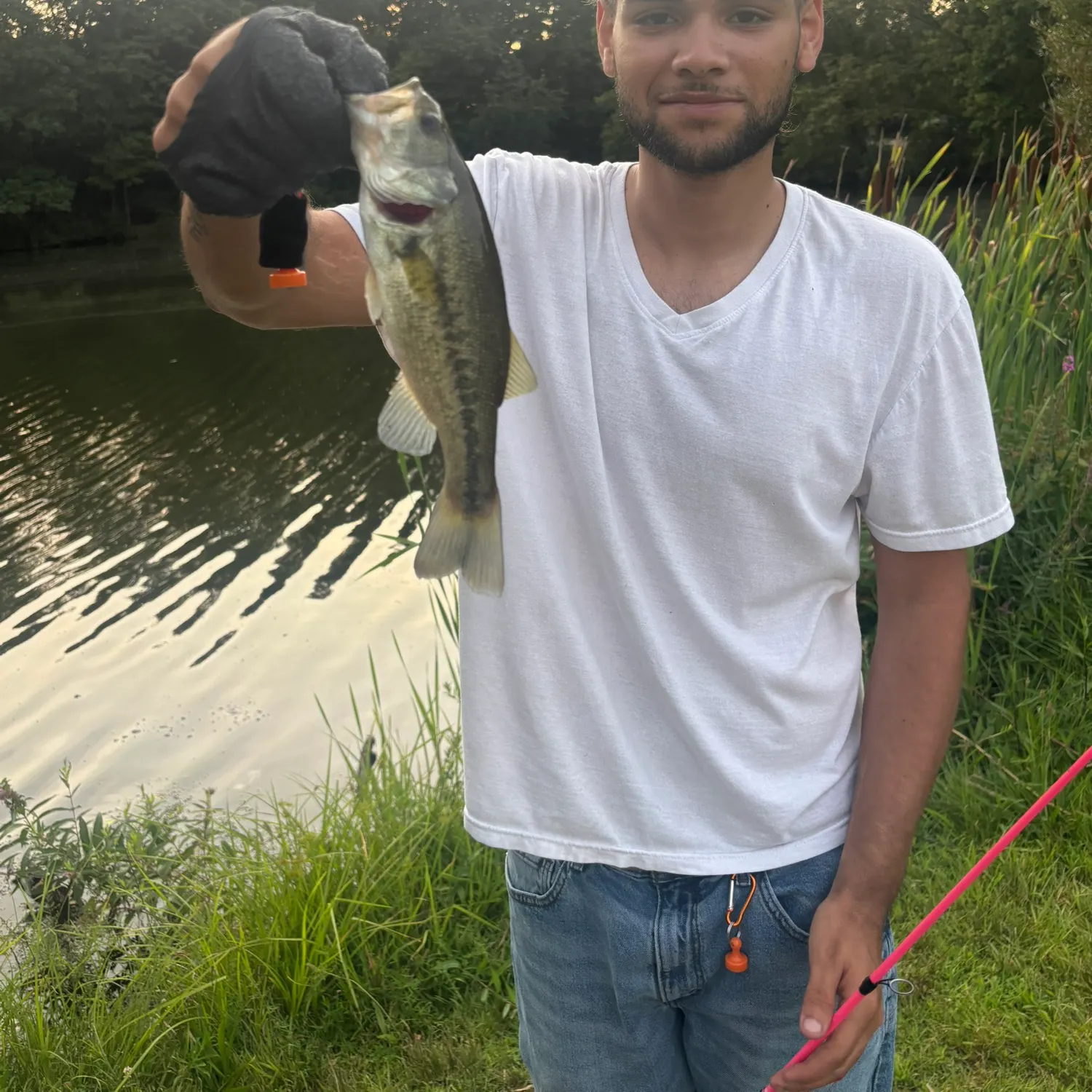 Largemouth bass caught on Fishbrain