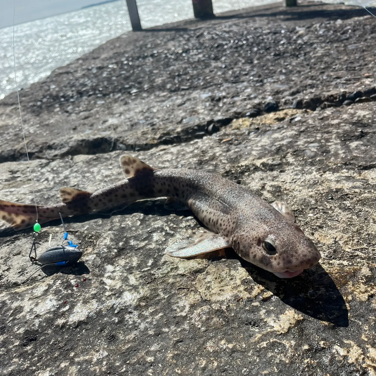 The most recent Lesser spotted dogfish catches on Fishbrain