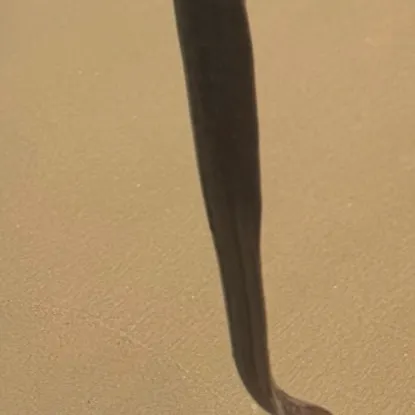 The most recent California moray catches on Fishbrain