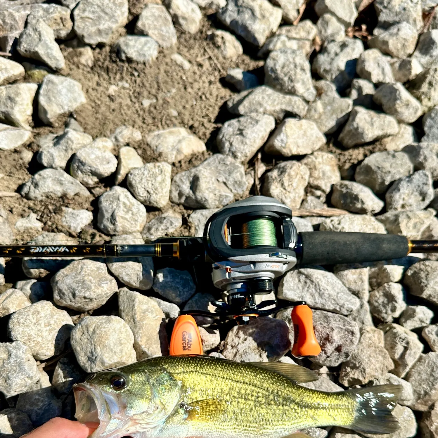 Largemouth bass caught on Fishbrain