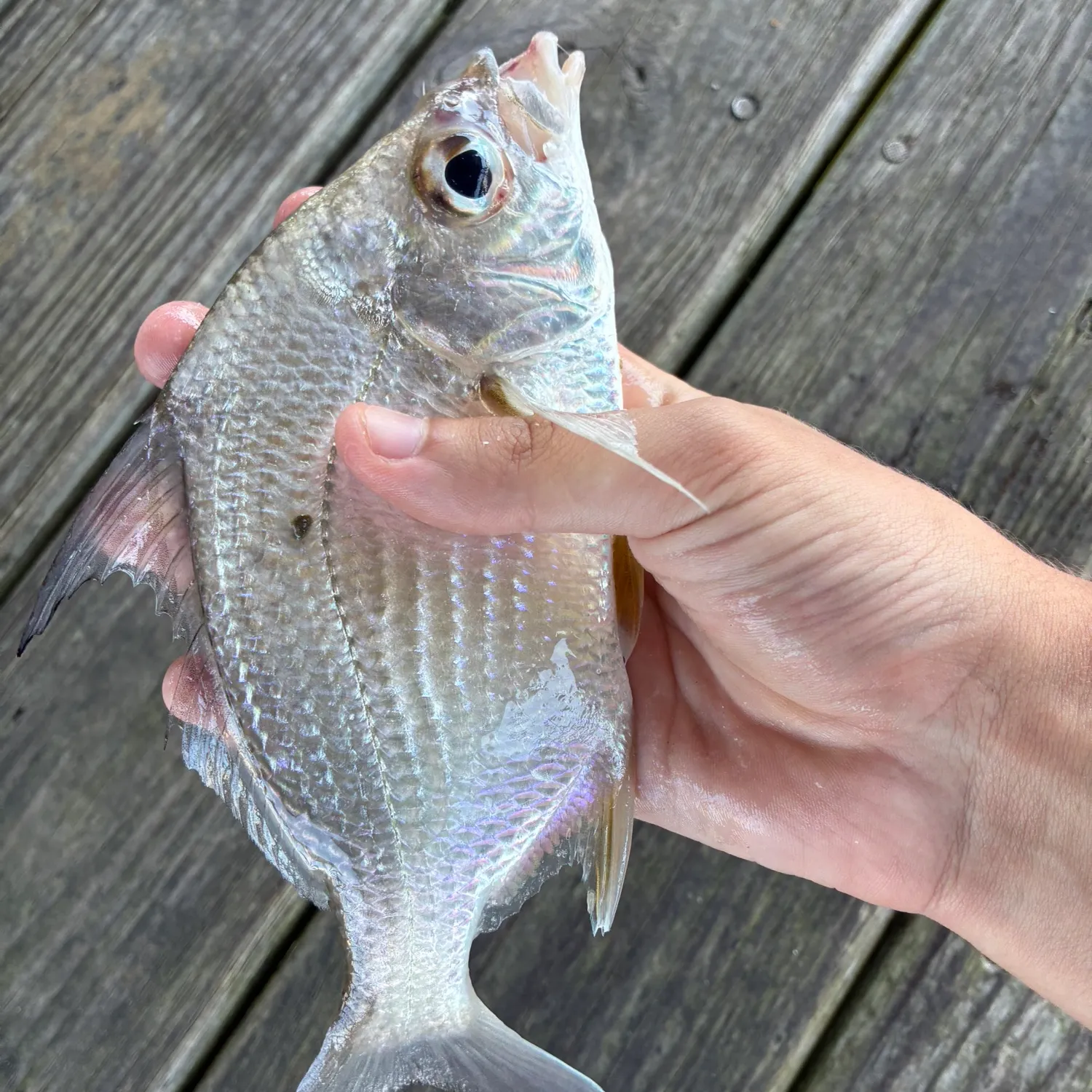The most recent Irish mojarra catches on Fishbrain