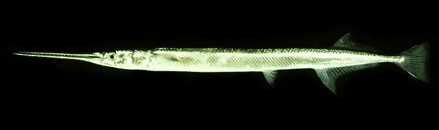 Banded needlefish