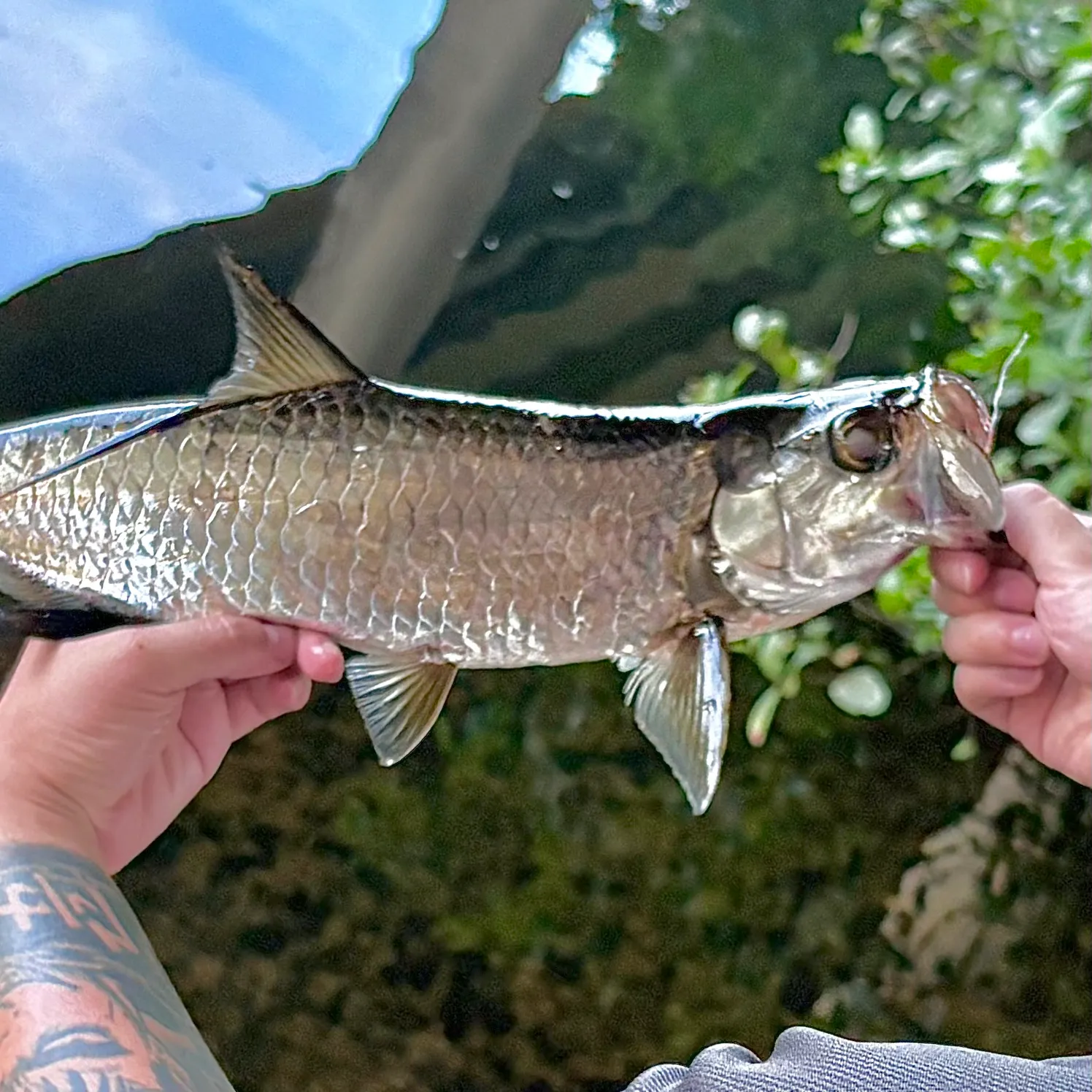 Tarpon caught on Fishbrain