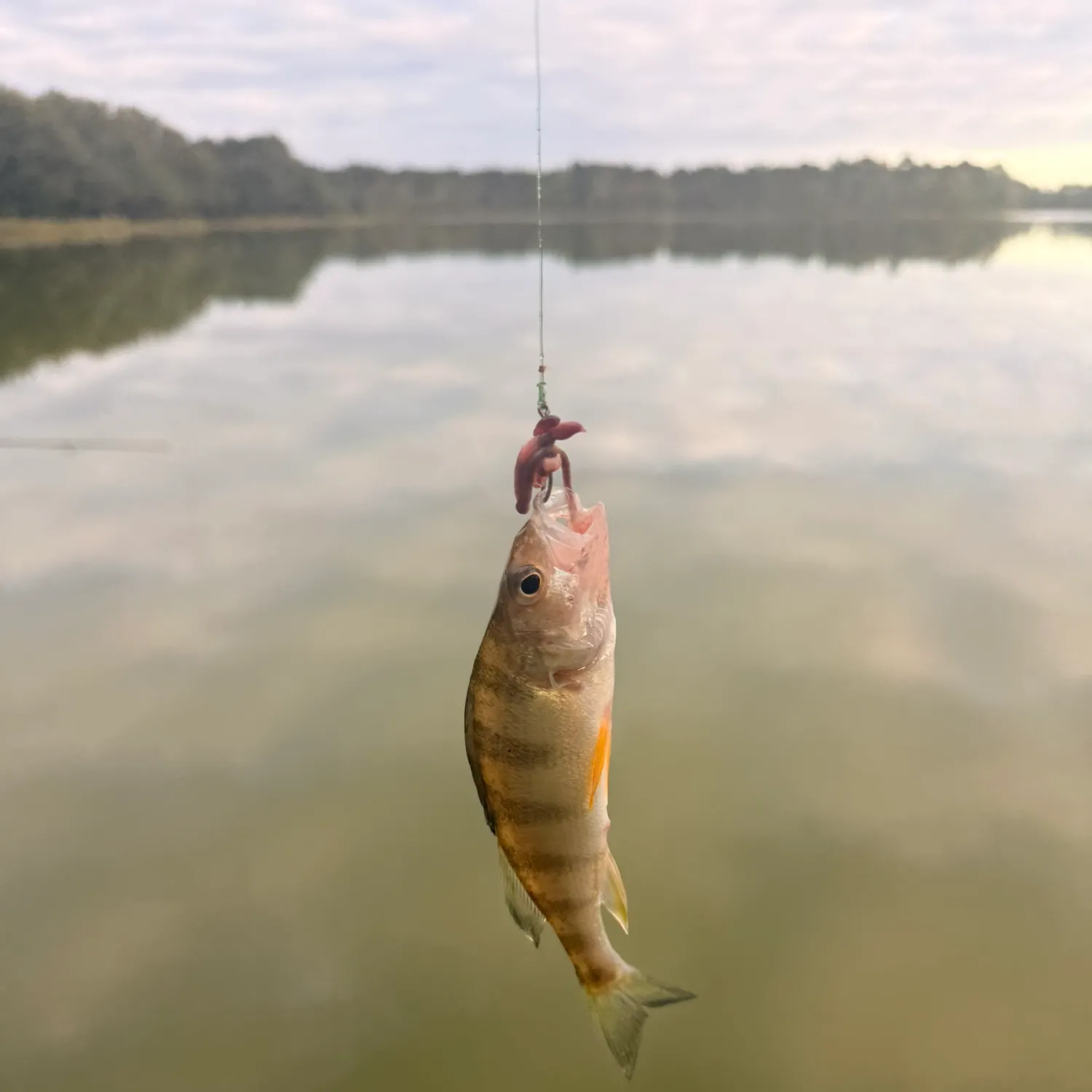 Yellow perch caught on Fishbrain