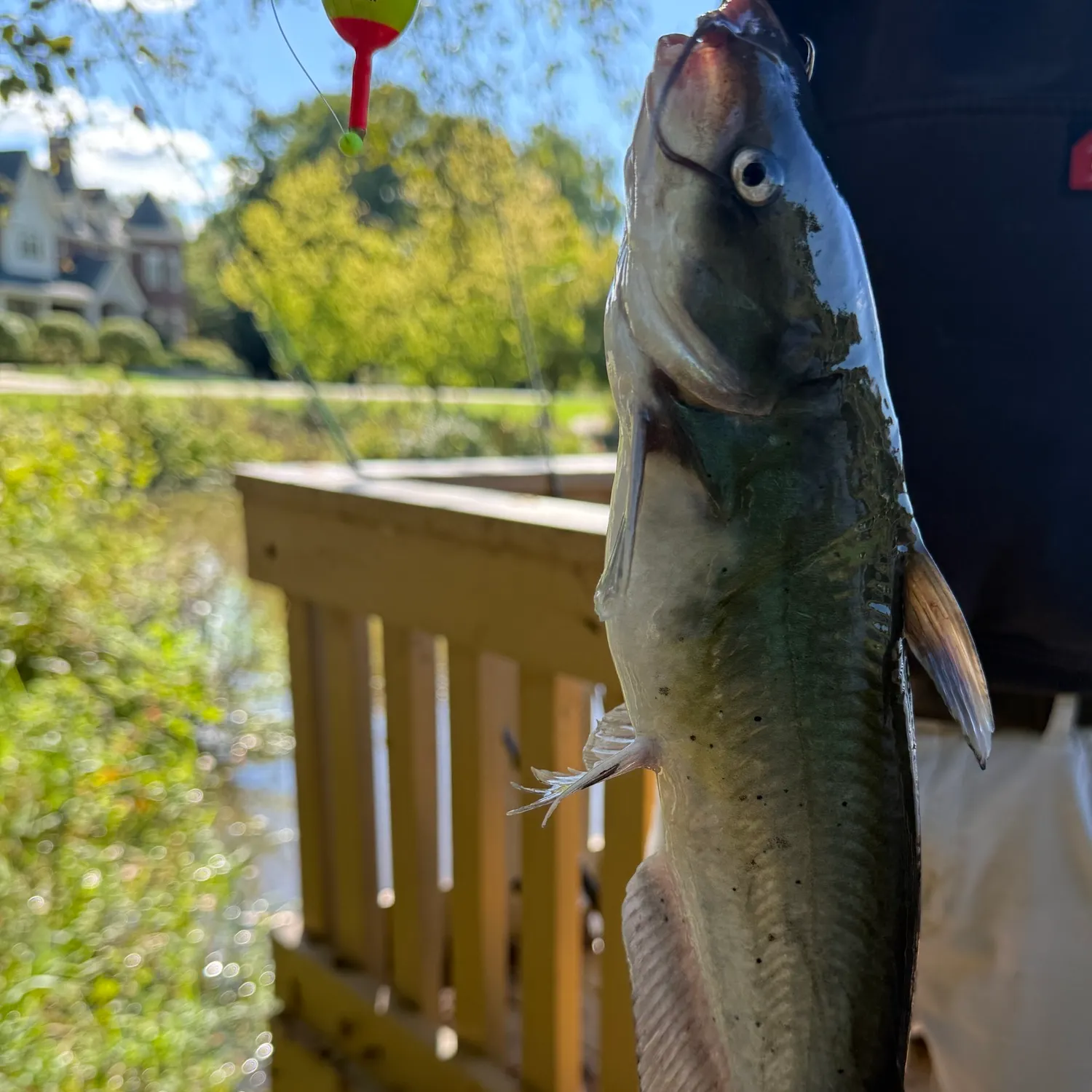 Channel catfish caught on Fishbrain