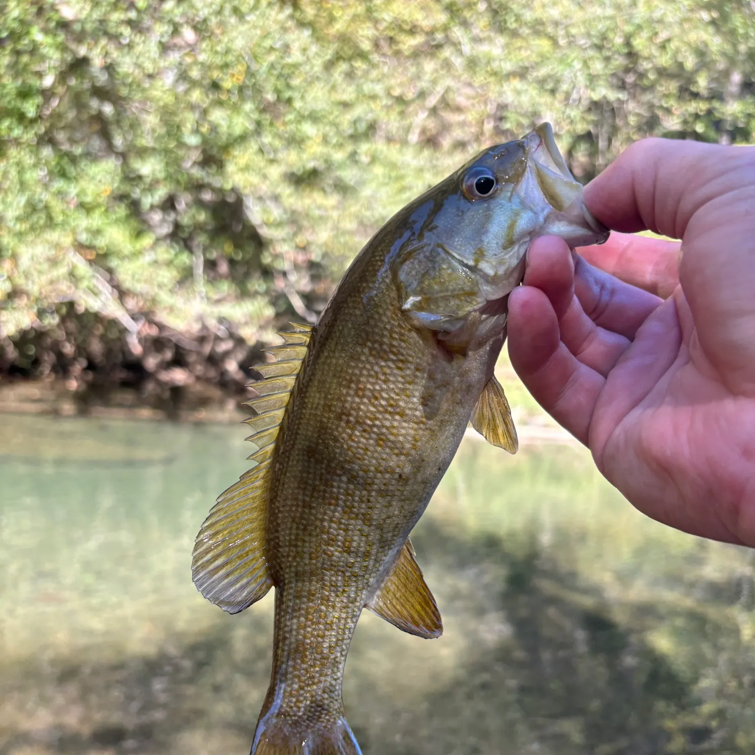 Smallmouth bass caught on Fishbrain
