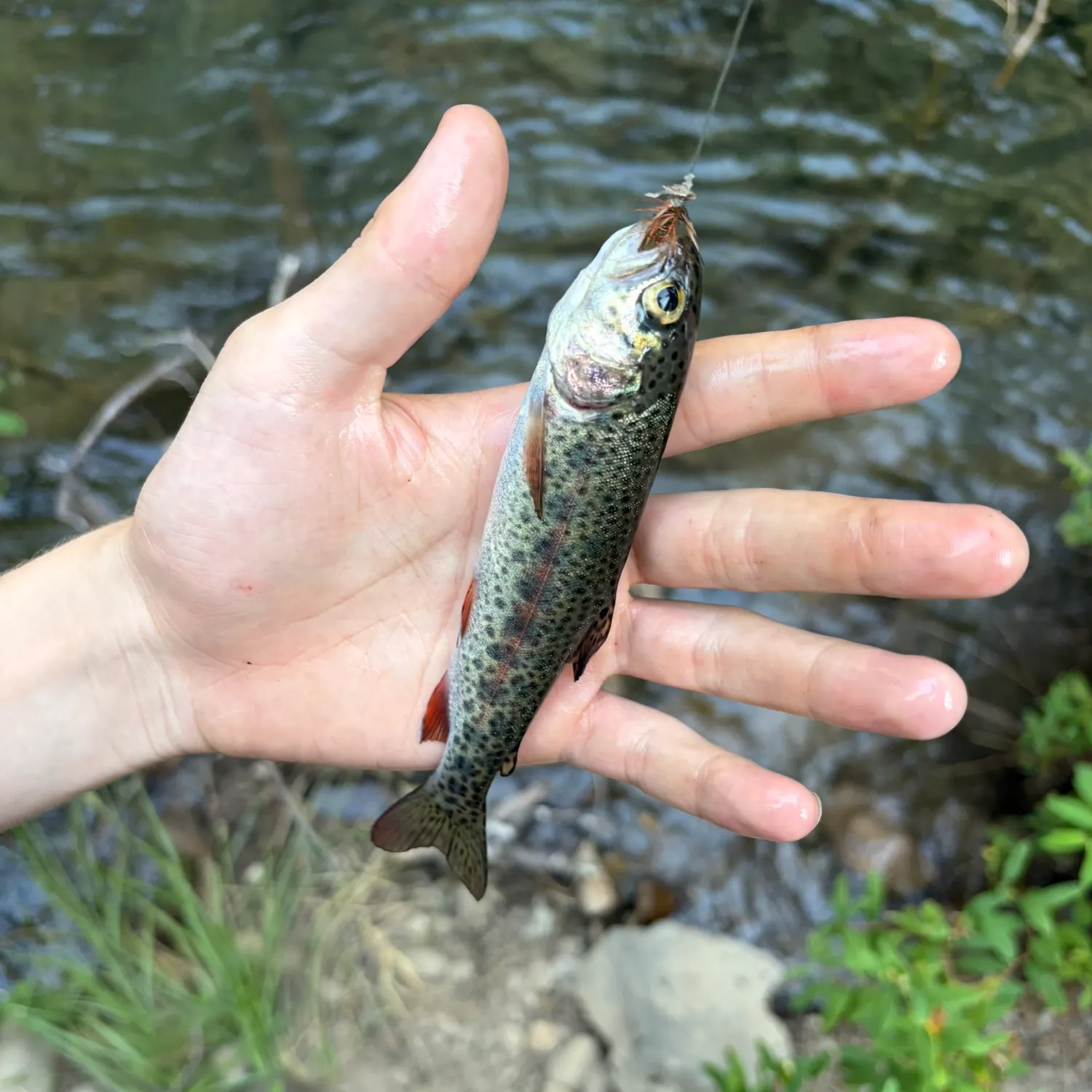 The most recent Goose Lake Redband Trout catches on Fishbrain