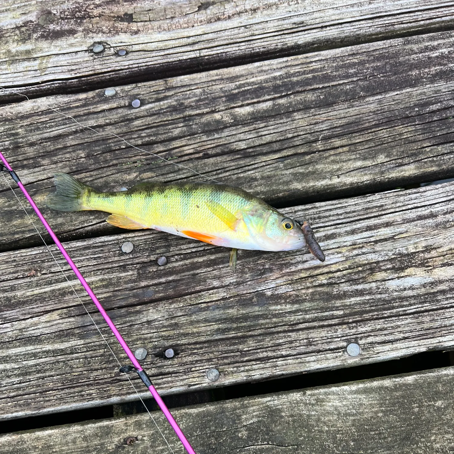 Yellow perch caught on Fishbrain