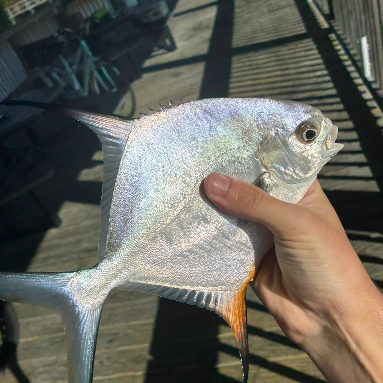 The most recent Permit catches on Fishbrain