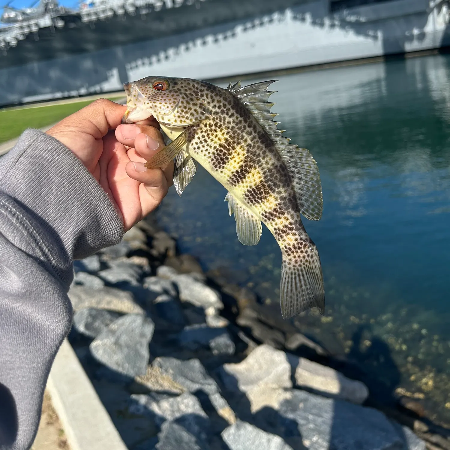 The most recent Spotted sand bass catches on Fishbrain