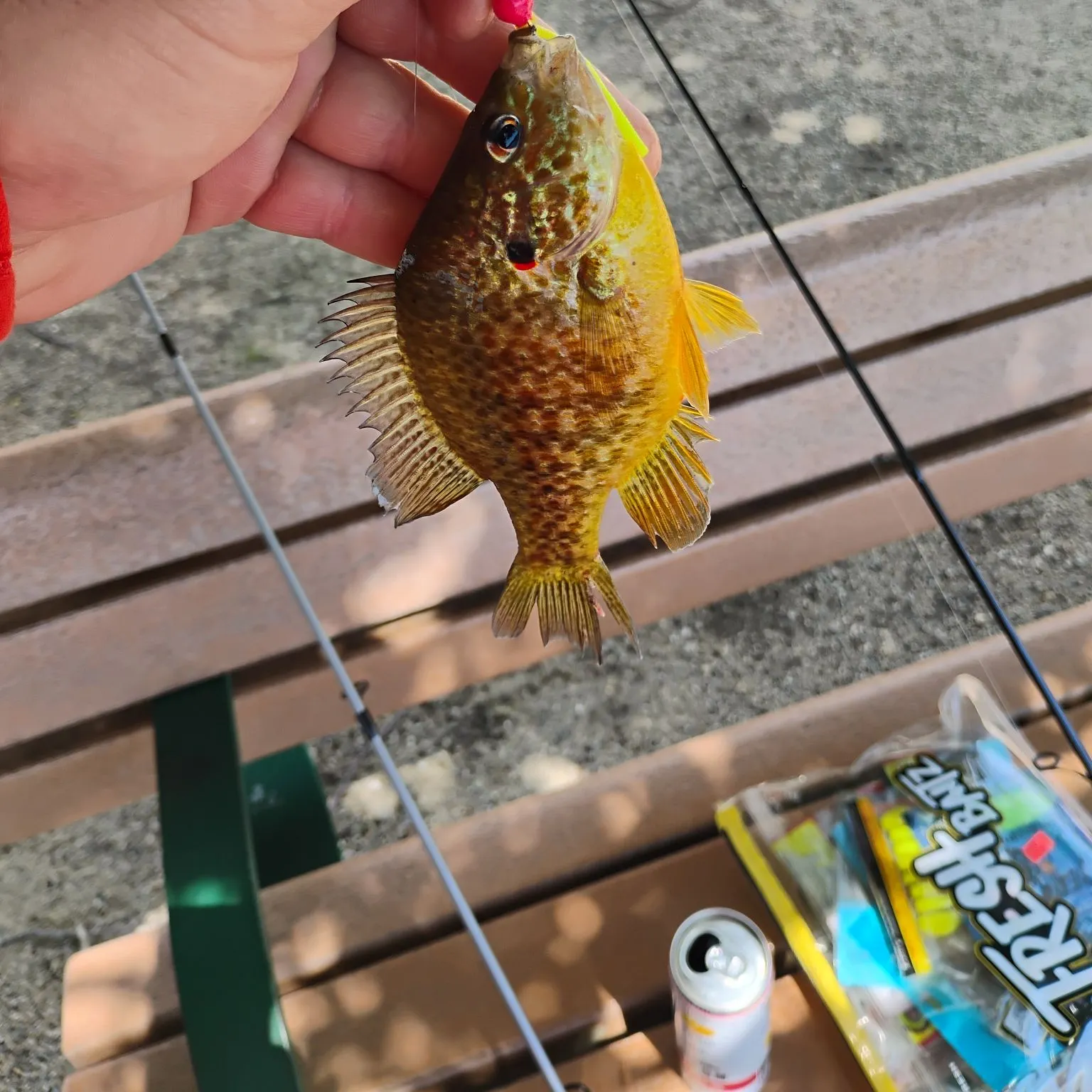 recently logged catches