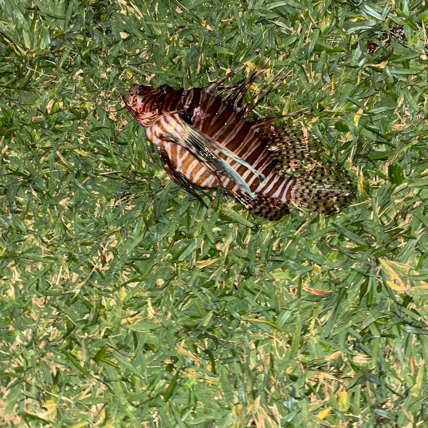 The most recent Red lionfish catches on Fishbrain