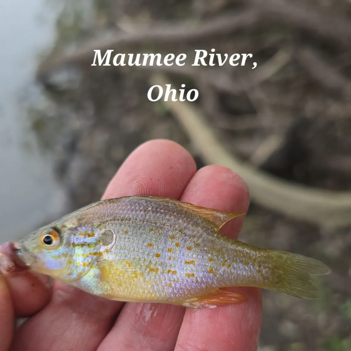 Orangespotted sunfish caught on Fishbrain