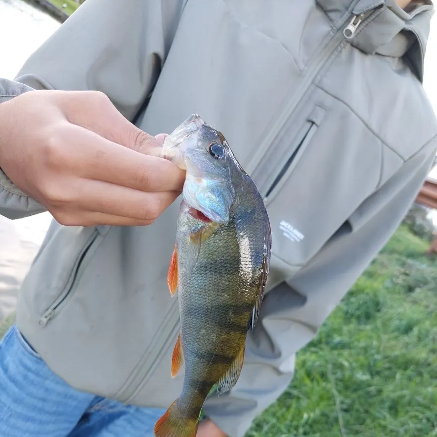 European perch caught on Fishbrain
