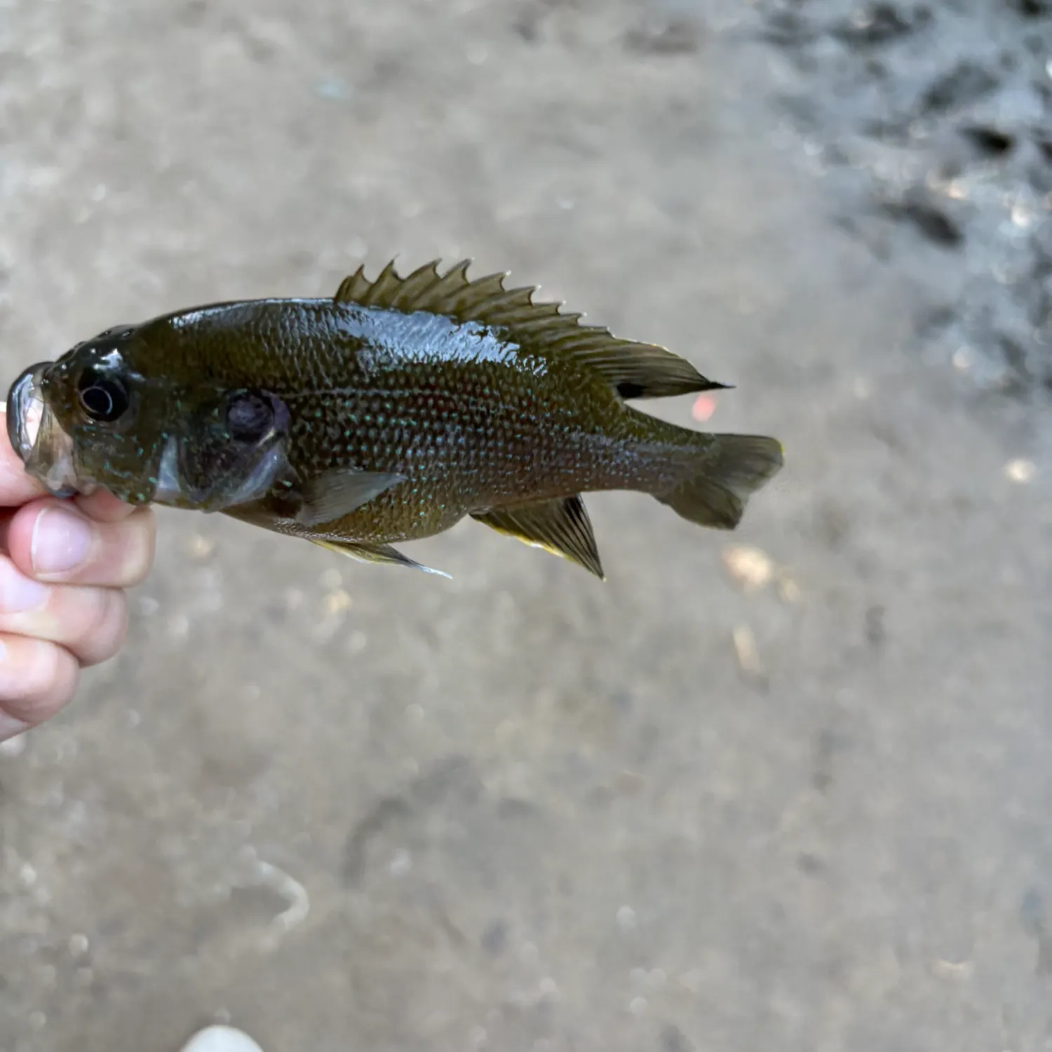 Green sunfish caught on Fishbrain