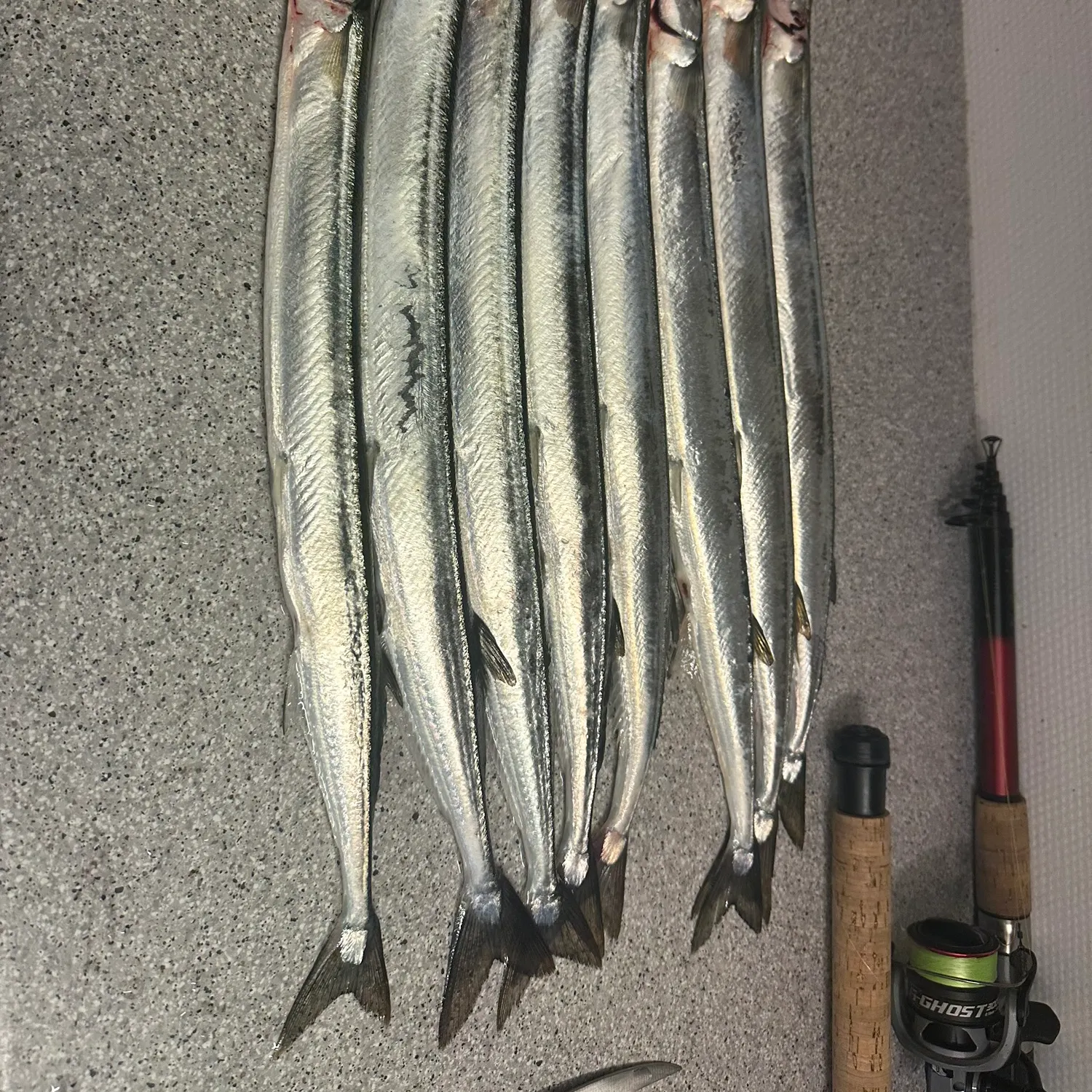 European garfish caught on Fishbrain