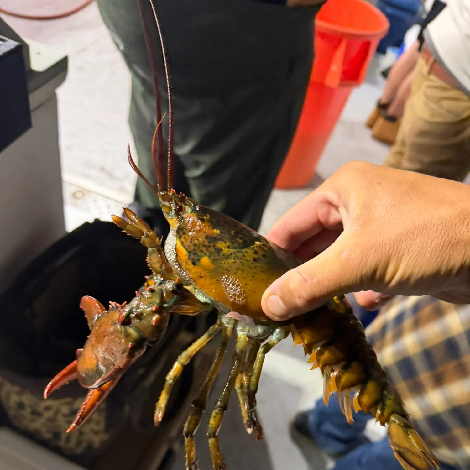 The most recent American lobster catches on Fishbrain