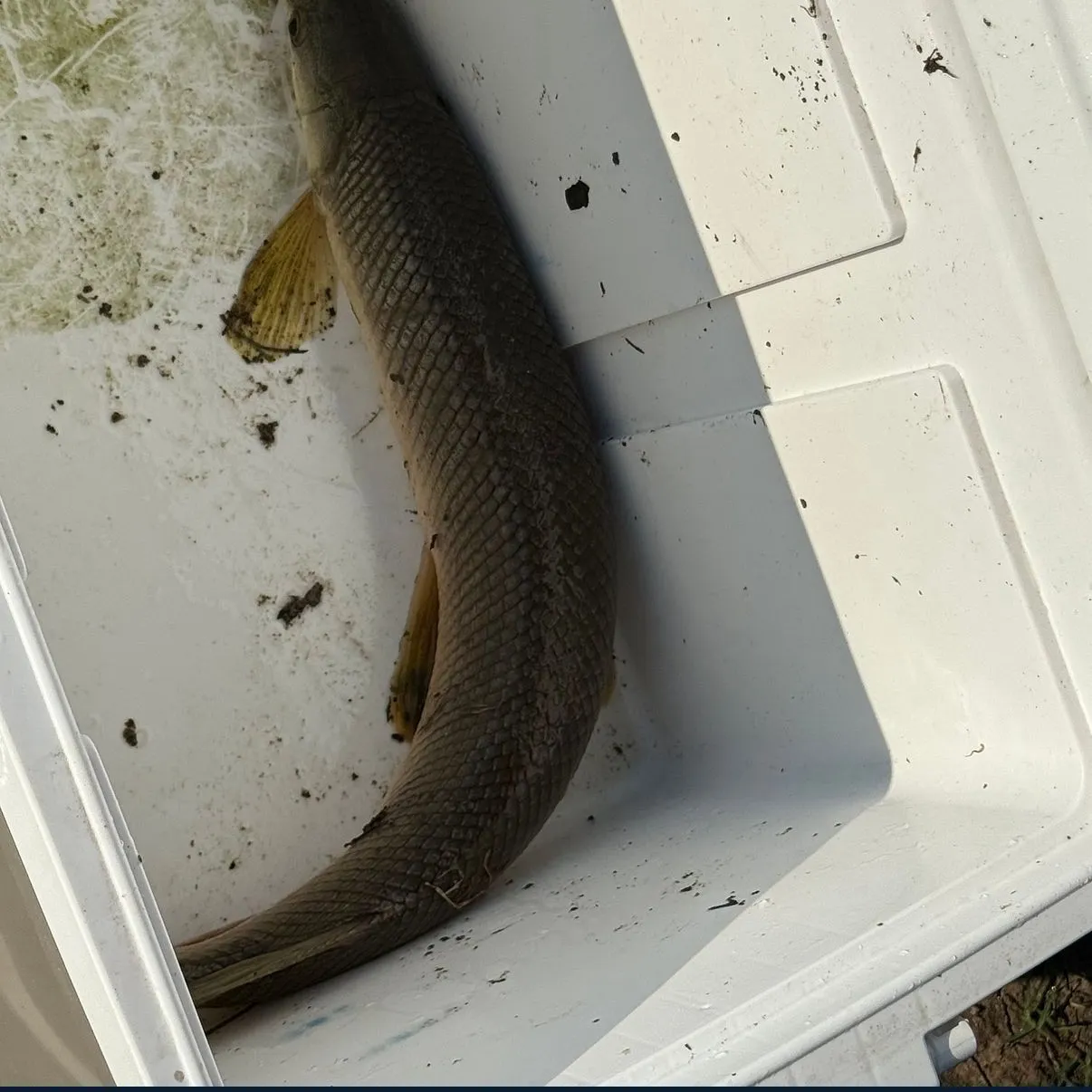 The most recent Longnose gar catches on Fishbrain