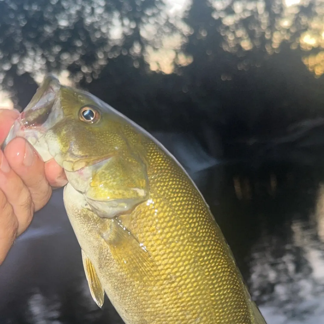 Smallmouth bass caught on Fishbrain