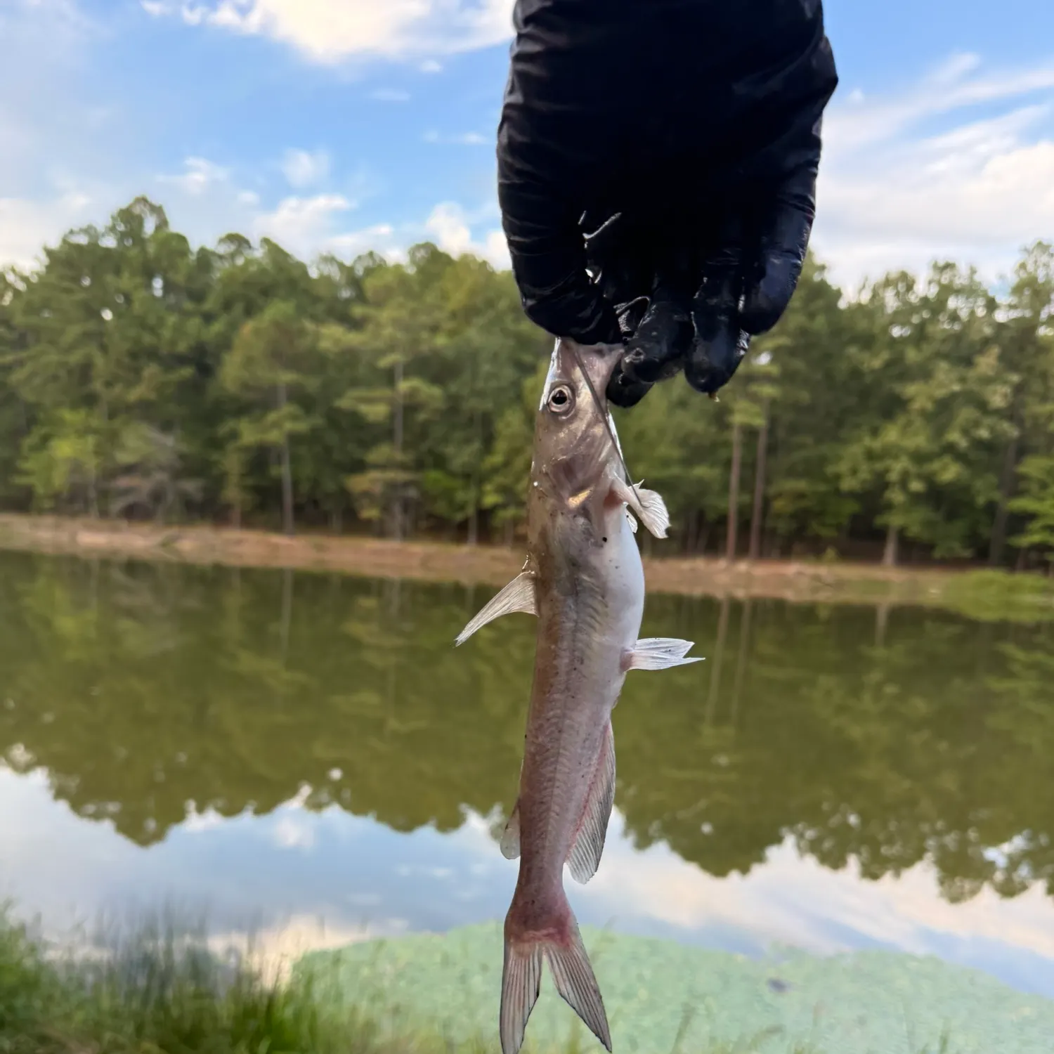Channel catfish caught on Fishbrain