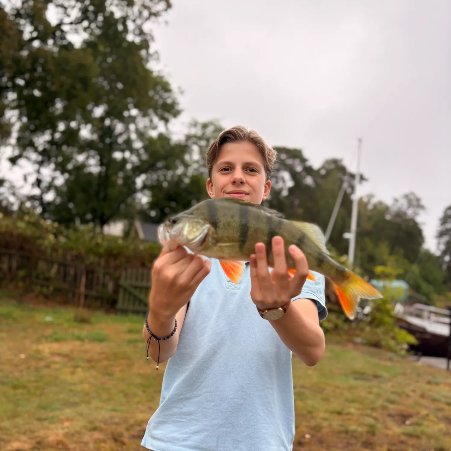 European perch caught on Fishbrain