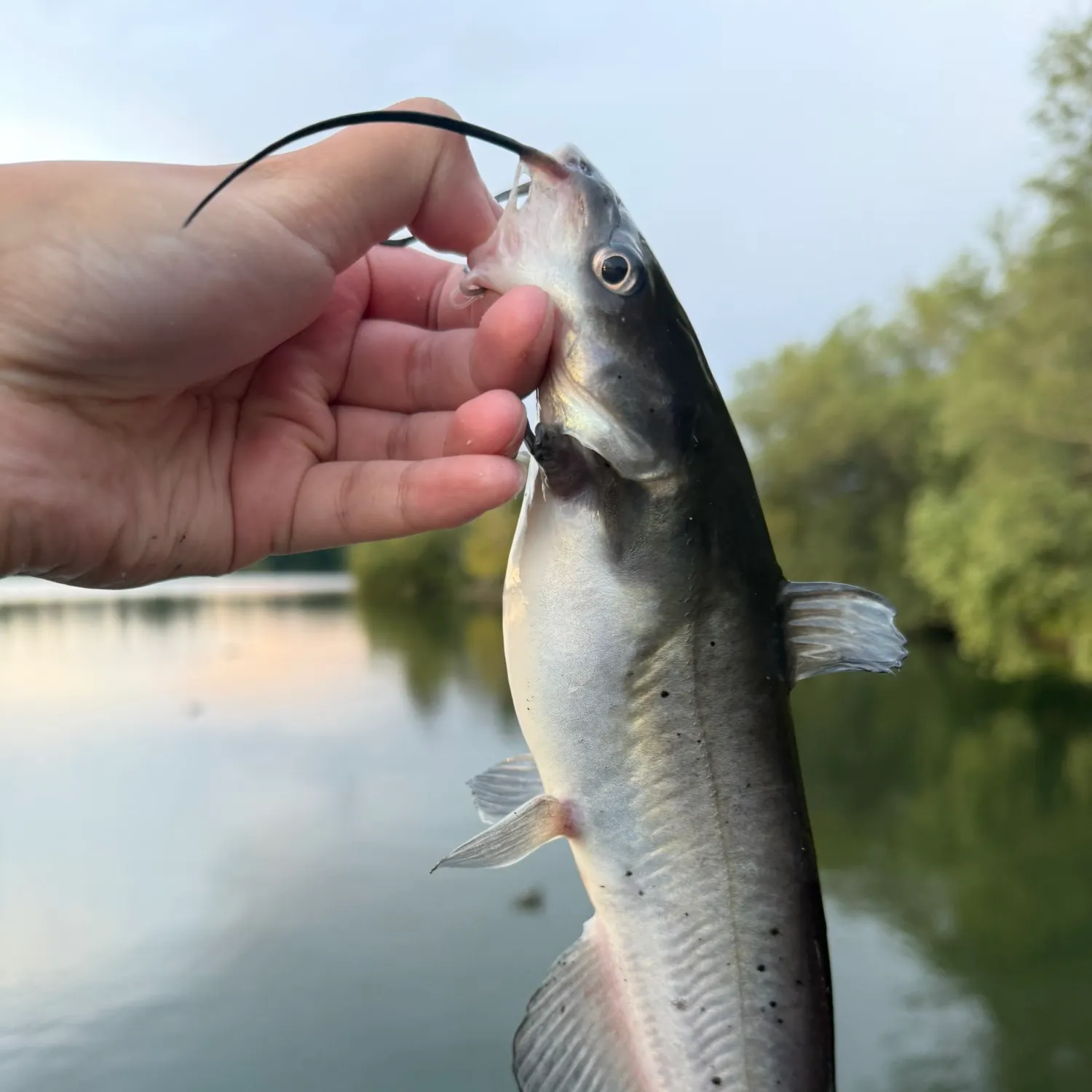 Channel catfish caught on Fishbrain