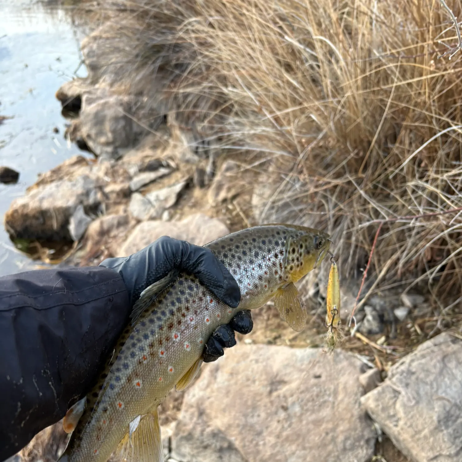 The most recent Brown trout catches on Fishbrain