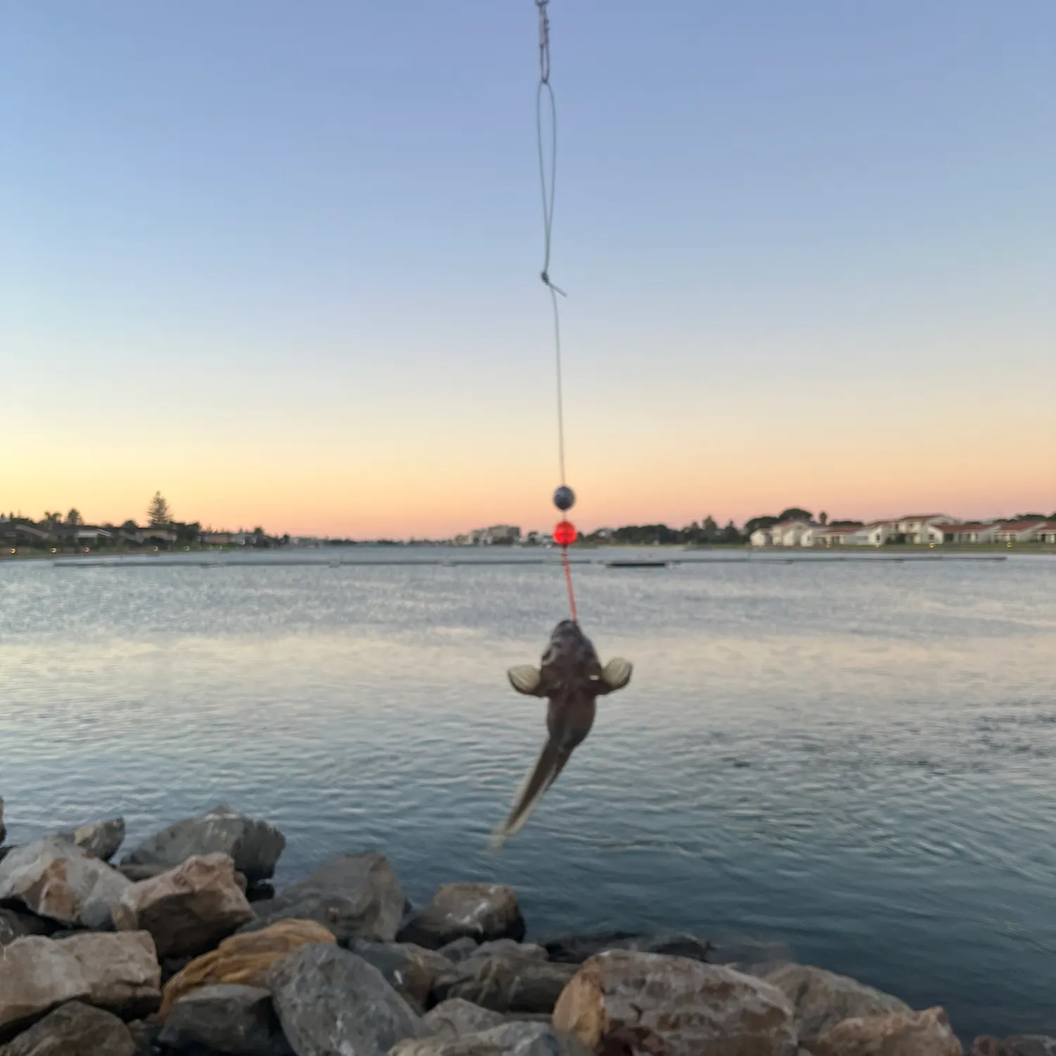The most recent Surge wrasse catches on Fishbrain