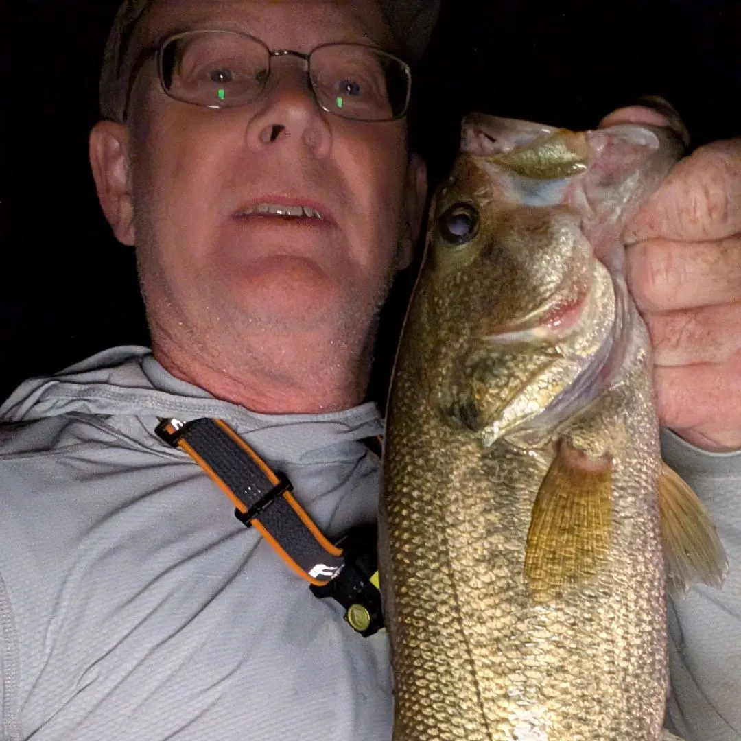 Largemouth bass caught on Fishbrain