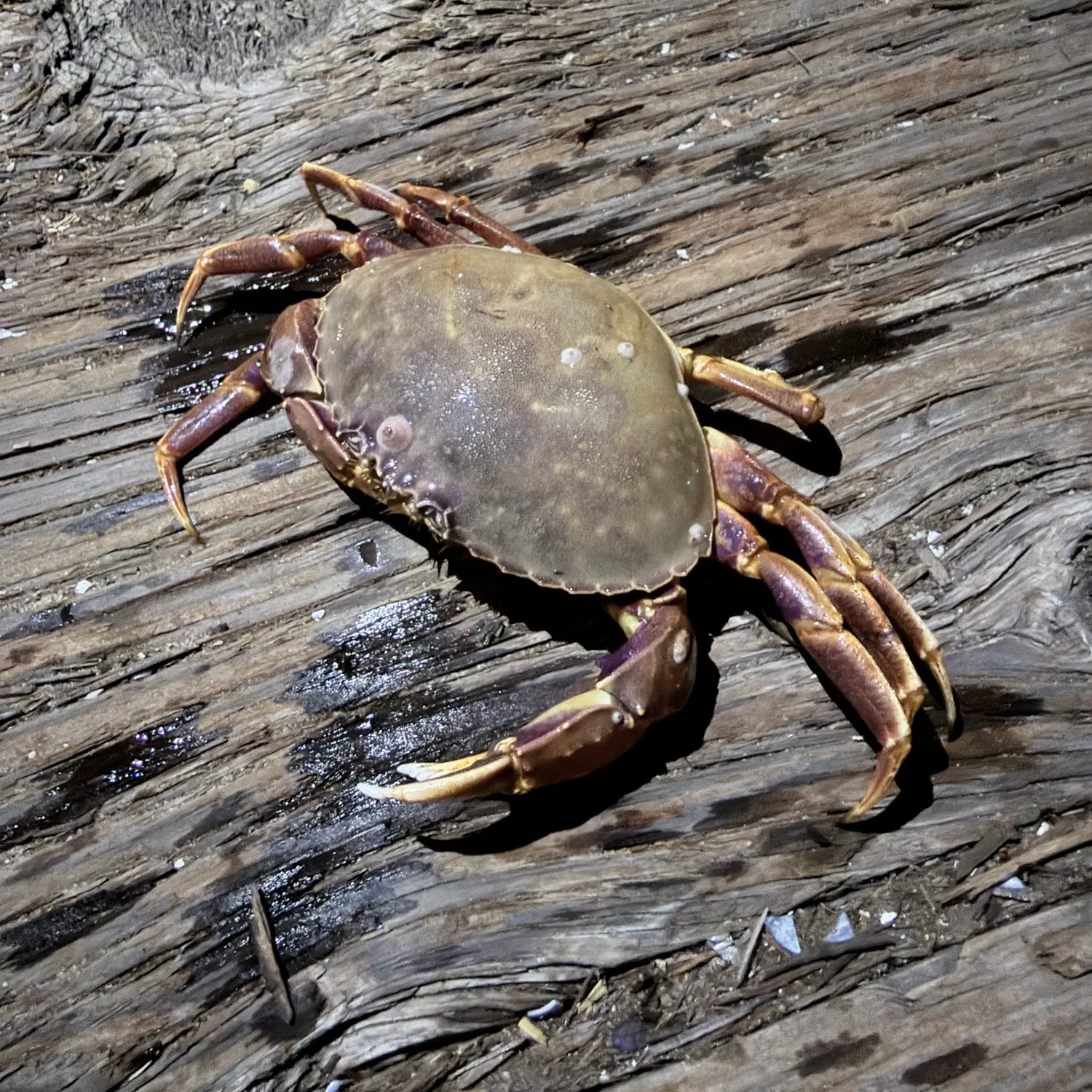 The most recent Dungeness crab catches on Fishbrain