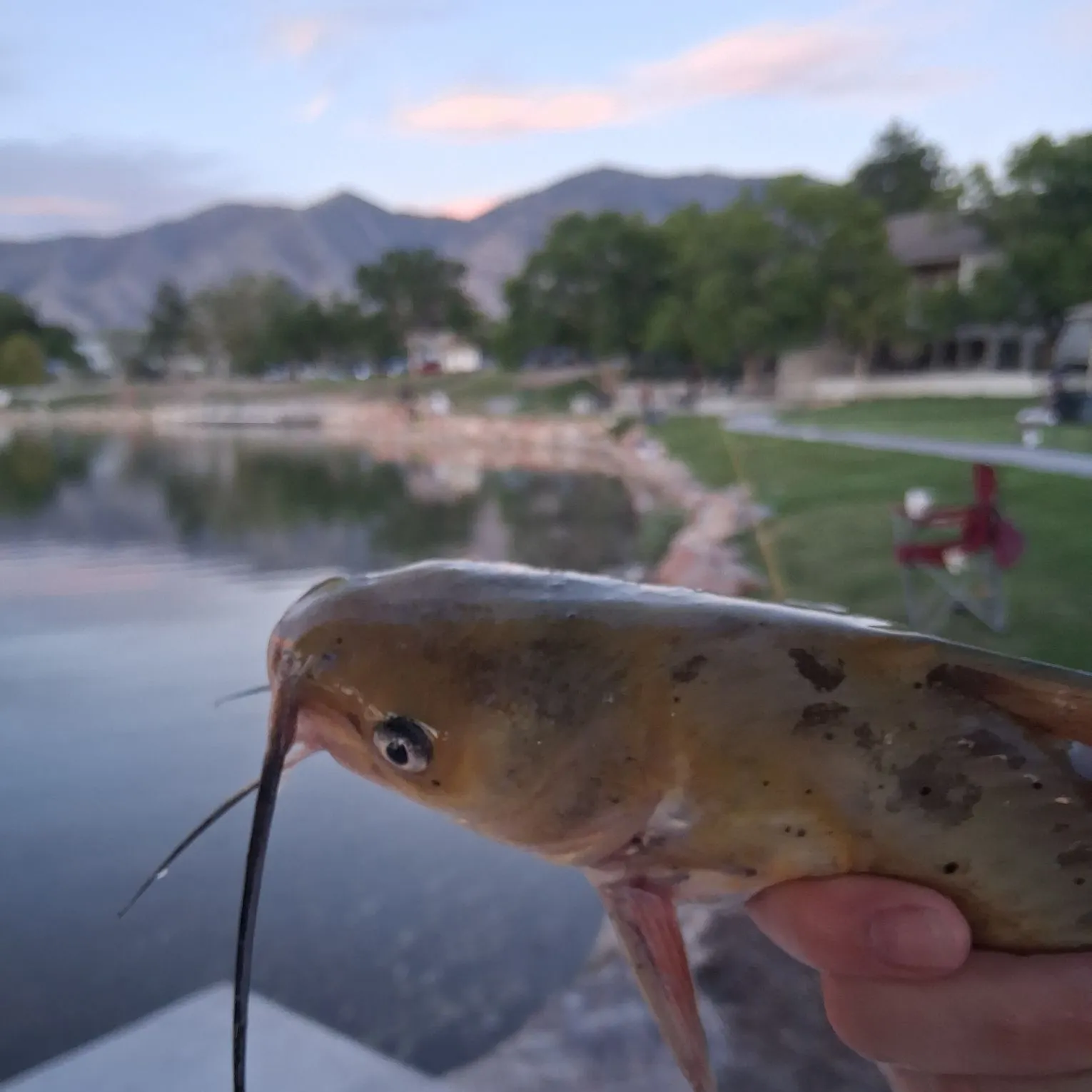 The most recent Bala shark catches on Fishbrain