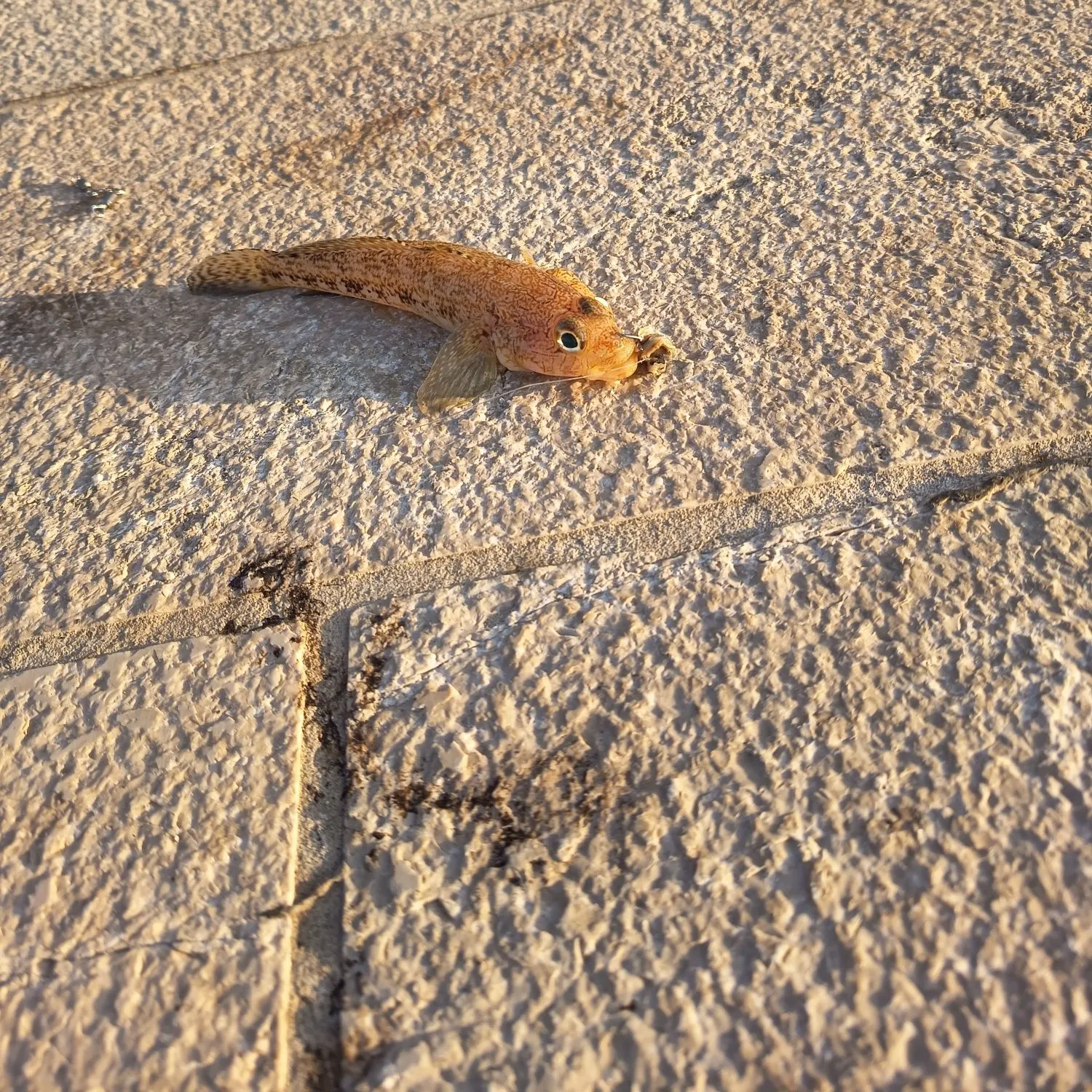 The most recent Sand goby catches on Fishbrain