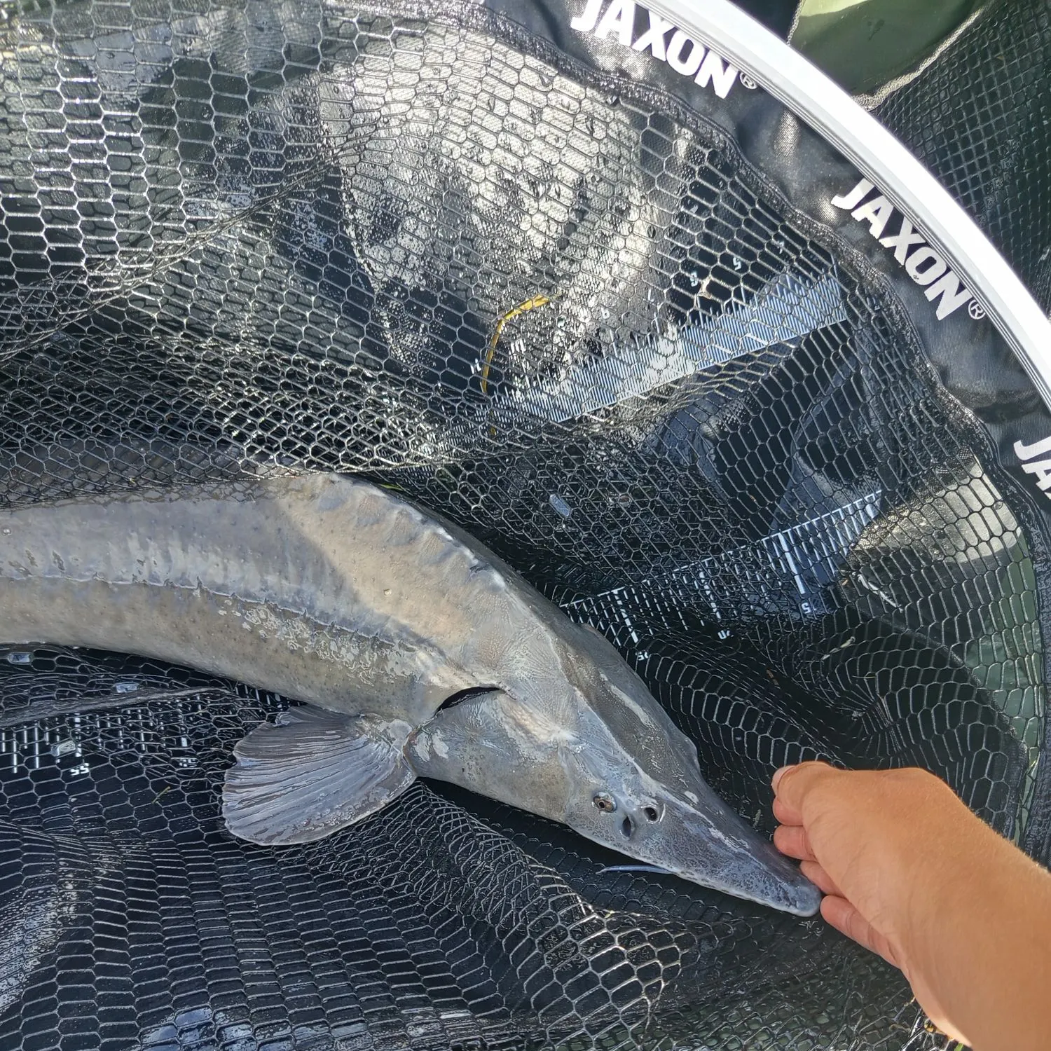 The most recent Green sturgeon catches on Fishbrain