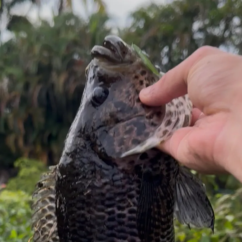 The most recent Jaguar cichlid catches on Fishbrain