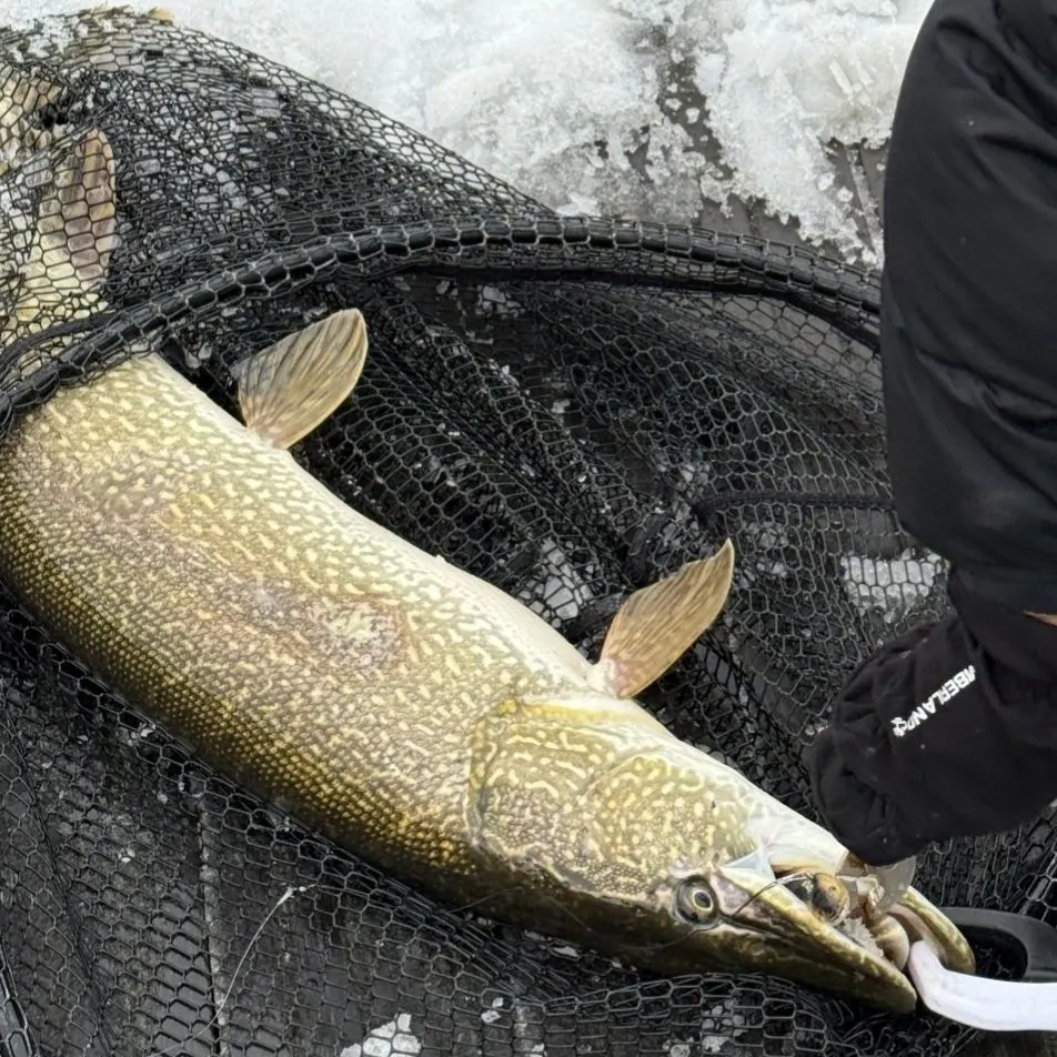 Northern pike caught on Fishbrain