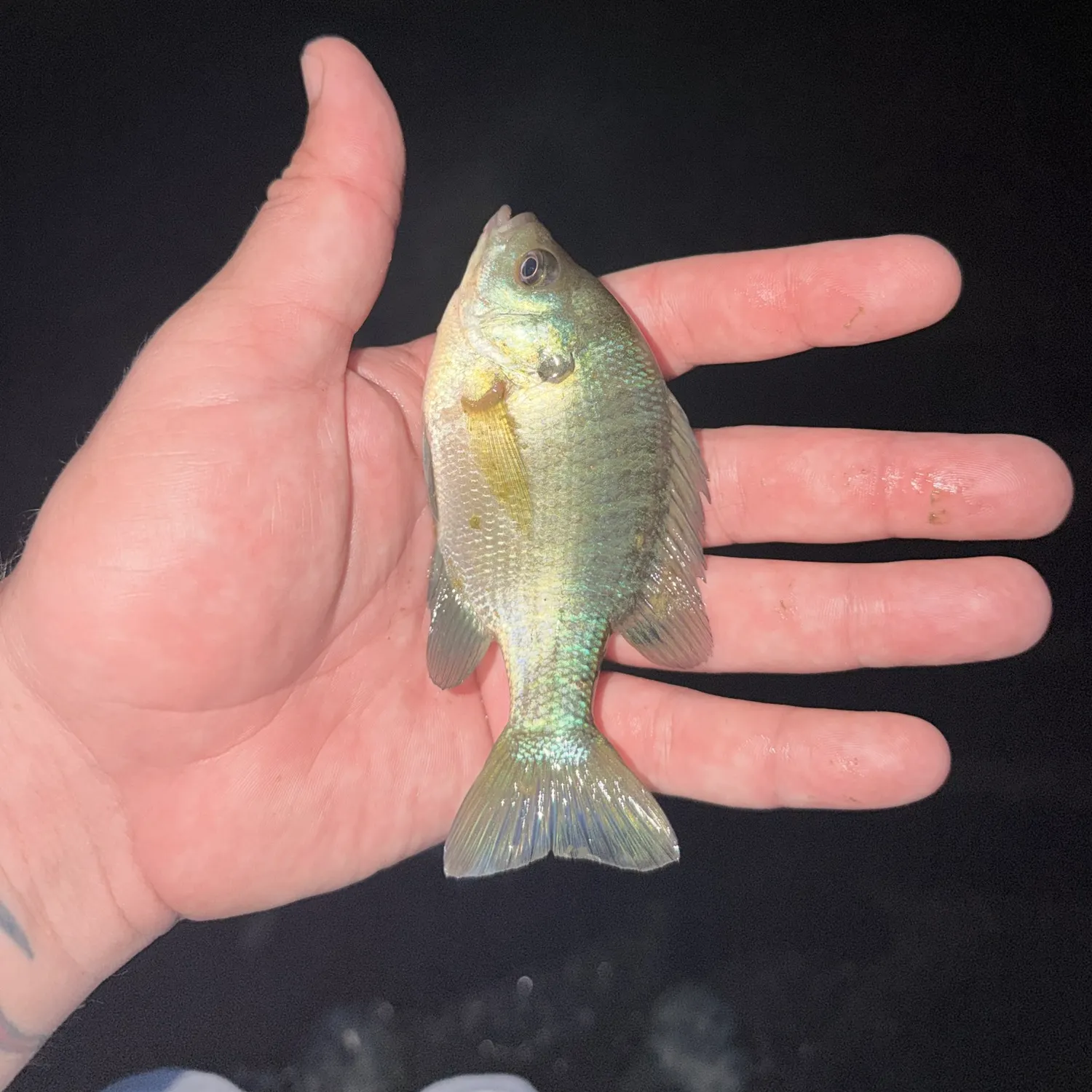 Bluegill caught on Fishbrain